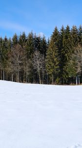 Preview wallpaper forest, field, snow, trees, nature, winter