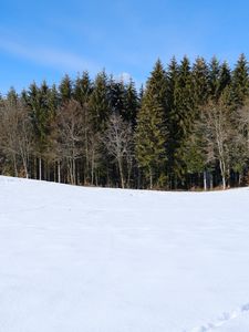 Preview wallpaper forest, field, snow, trees, nature, winter