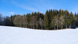 Preview wallpaper forest, field, snow, trees, nature, winter