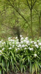 Preview wallpaper forest, flowers, nature