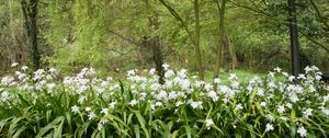 Preview wallpaper forest, flowers, nature