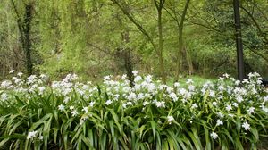 Preview wallpaper forest, flowers, nature