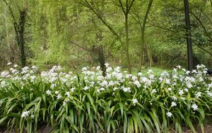 Preview wallpaper forest, flowers, nature