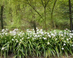 Preview wallpaper forest, flowers, nature