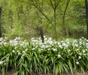 Preview wallpaper forest, flowers, nature