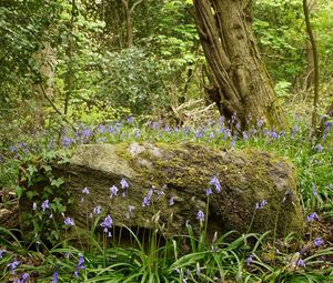 Preview wallpaper forest, flowers, nature