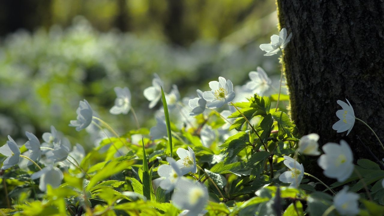 Wallpaper forest, flowers, spring, leaves, tree, plants, nature
