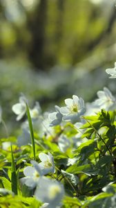 Preview wallpaper forest, flowers, spring, leaves, tree, plants, nature