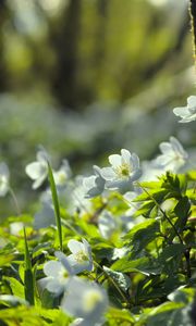 Preview wallpaper forest, flowers, spring, leaves, tree, plants, nature