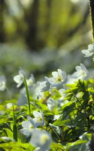 Preview wallpaper forest, flowers, spring, leaves, tree, plants, nature