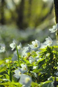 Preview wallpaper forest, flowers, spring, leaves, tree, plants, nature