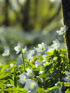 Preview wallpaper forest, flowers, spring, leaves, tree, plants, nature