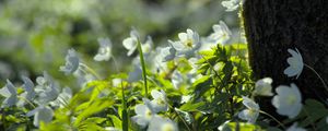 Preview wallpaper forest, flowers, spring, leaves, tree, plants, nature