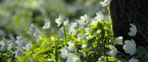Preview wallpaper forest, flowers, spring, leaves, tree, plants, nature