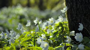Preview wallpaper forest, flowers, spring, leaves, tree, plants, nature