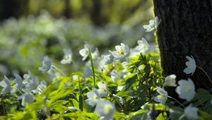 Preview wallpaper forest, flowers, spring, leaves, tree, plants, nature