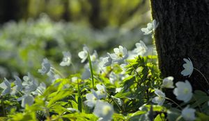 Preview wallpaper forest, flowers, spring, leaves, tree, plants, nature