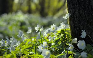 Preview wallpaper forest, flowers, spring, leaves, tree, plants, nature