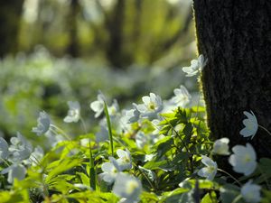 Preview wallpaper forest, flowers, spring, leaves, tree, plants, nature