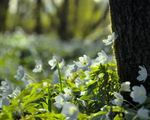 Preview wallpaper forest, flowers, spring, leaves, tree, plants, nature