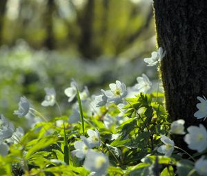 Preview wallpaper forest, flowers, spring, leaves, tree, plants, nature