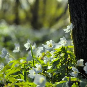 Preview wallpaper forest, flowers, spring, leaves, tree, plants, nature