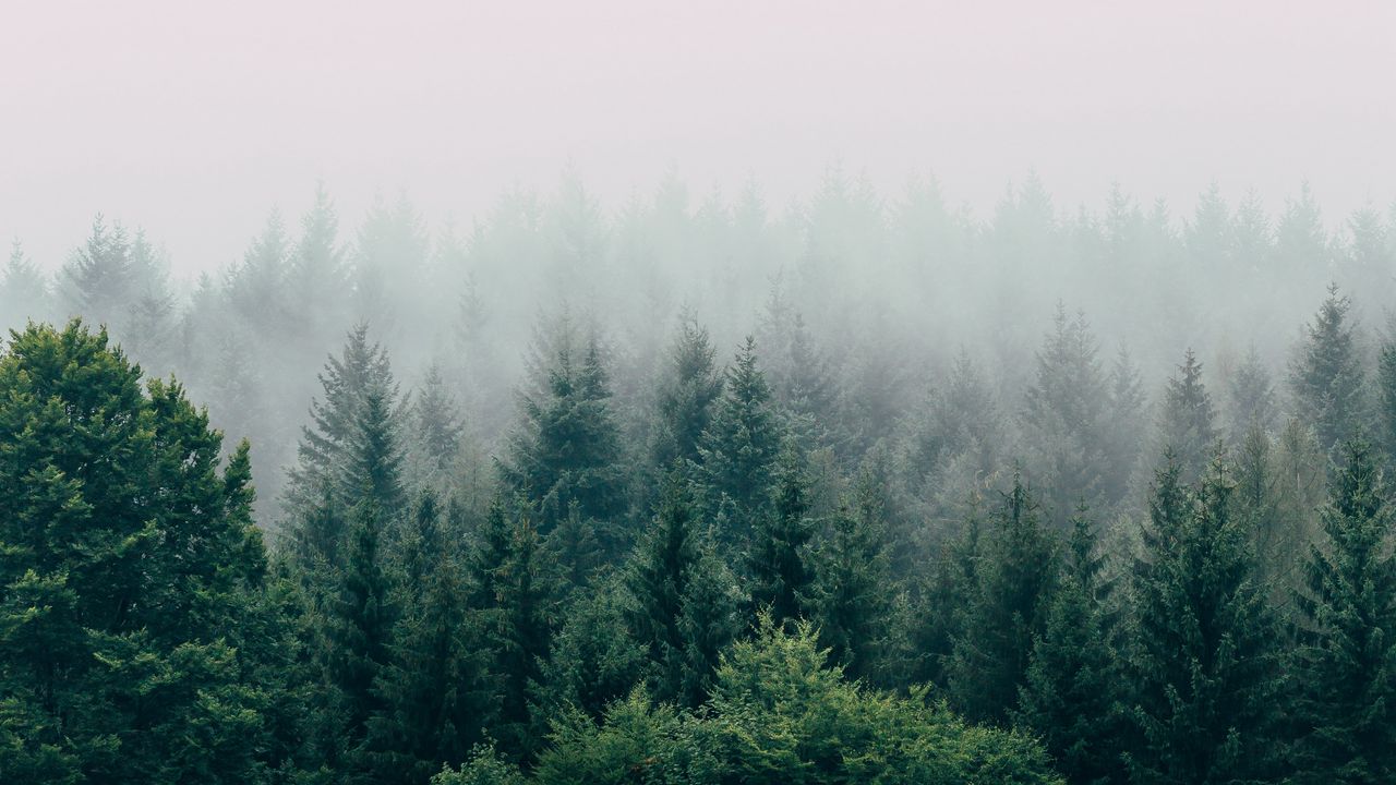 Wallpaper forest, fog, aerial view, trees, sky