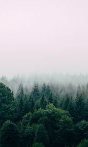Preview wallpaper forest, fog, aerial view, trees, sky