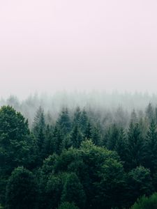 Preview wallpaper forest, fog, aerial view, trees, sky