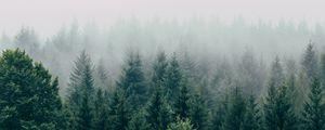 Preview wallpaper forest, fog, aerial view, trees, sky