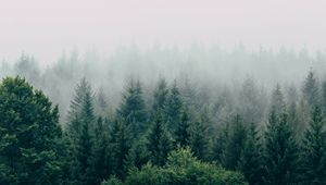 Preview wallpaper forest, fog, aerial view, trees, sky