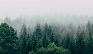 Preview wallpaper forest, fog, aerial view, trees, sky