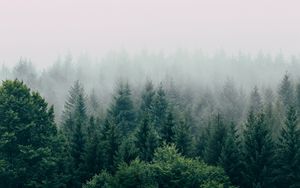 Preview wallpaper forest, fog, aerial view, trees, sky