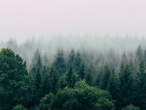 Preview wallpaper forest, fog, aerial view, trees, sky