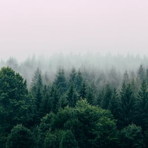 Preview wallpaper forest, fog, aerial view, trees, sky