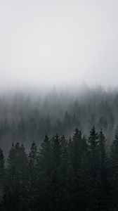 Preview wallpaper forest, fog, aerial view, pines, trees, coniferous