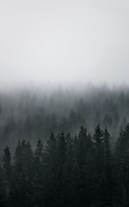 Preview wallpaper forest, fog, aerial view, pines, trees, coniferous