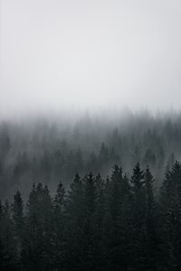 Preview wallpaper forest, fog, aerial view, pines, trees, coniferous