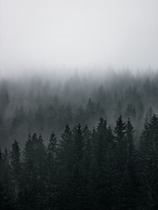 Preview wallpaper forest, fog, aerial view, pines, trees, coniferous