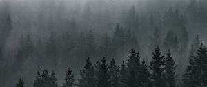 Preview wallpaper forest, fog, aerial view, pines, trees, coniferous