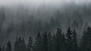 Preview wallpaper forest, fog, aerial view, pines, trees, coniferous