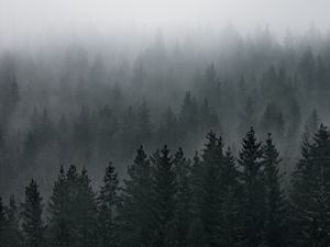 Preview wallpaper forest, fog, aerial view, pines, trees, coniferous