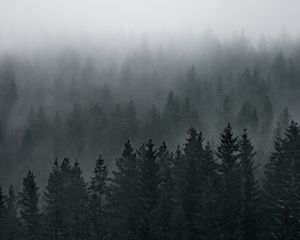 Preview wallpaper forest, fog, aerial view, pines, trees, coniferous