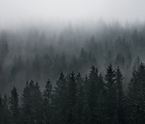 Preview wallpaper forest, fog, aerial view, pines, trees, coniferous