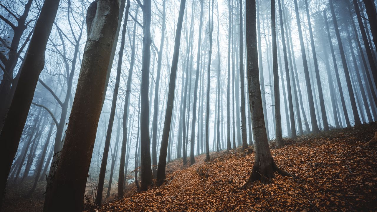 Wallpaper forest, fog, autumn, fallen leaves, trees