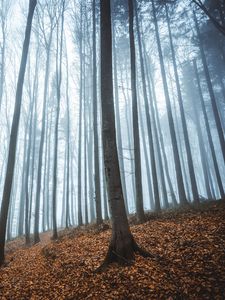 Preview wallpaper forest, fog, autumn, fallen leaves, trees