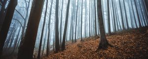 Preview wallpaper forest, fog, autumn, fallen leaves, trees