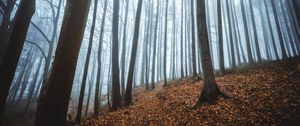 Preview wallpaper forest, fog, autumn, fallen leaves, trees