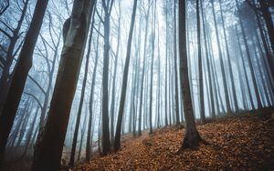 Preview wallpaper forest, fog, autumn, fallen leaves, trees