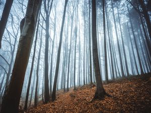 Preview wallpaper forest, fog, autumn, fallen leaves, trees